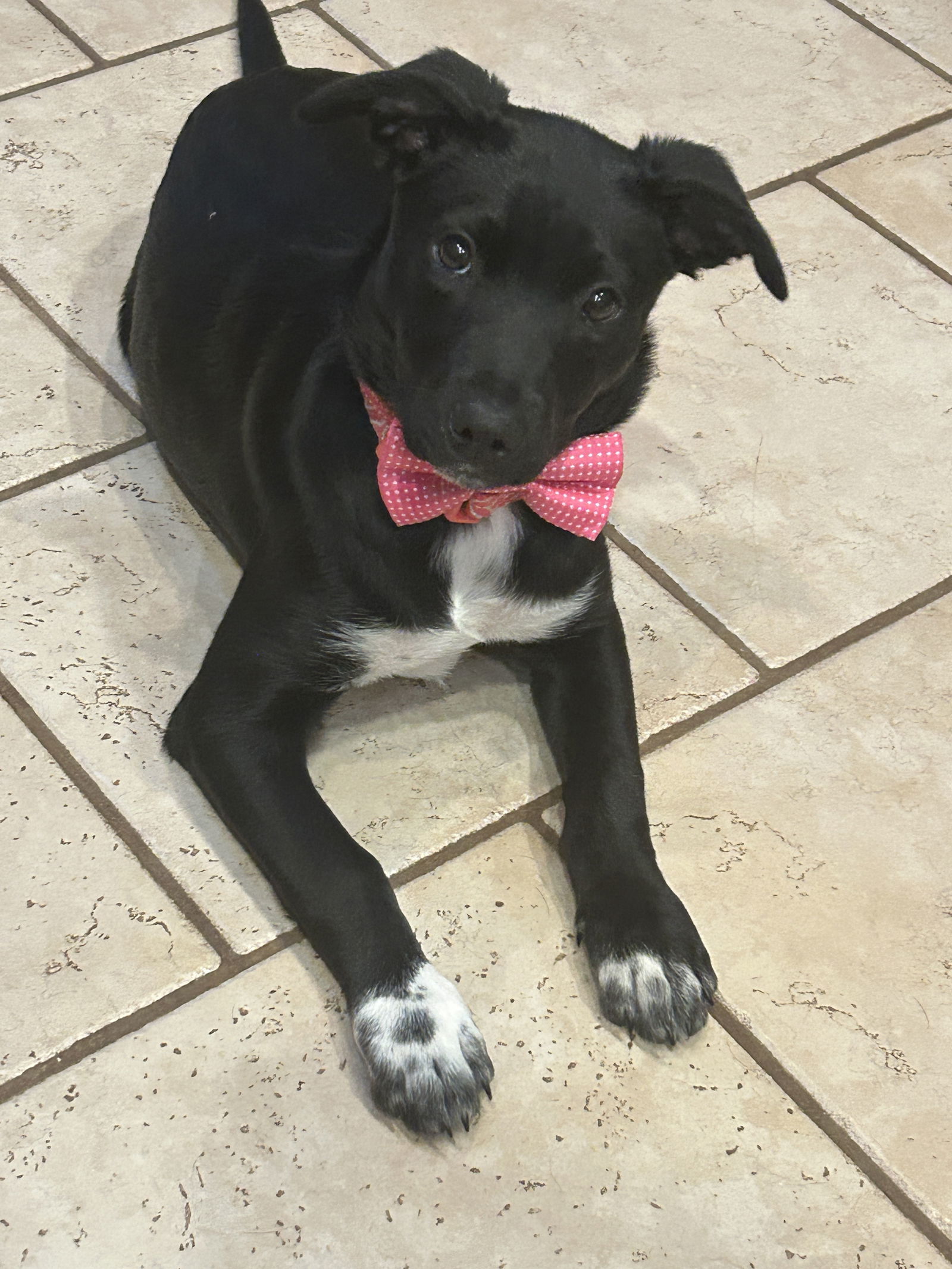Gracie