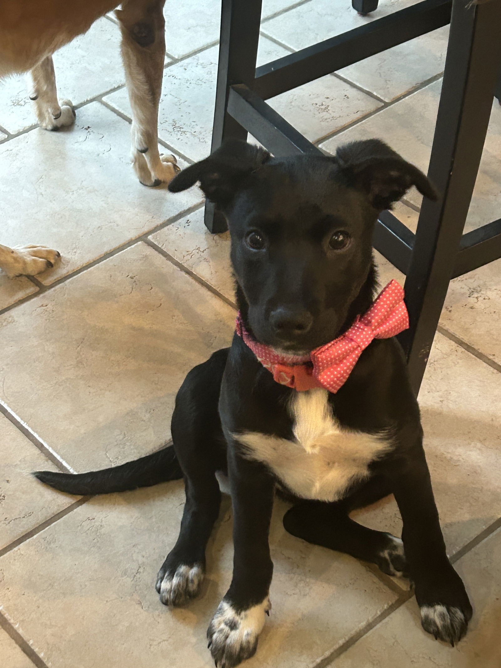 Gracie