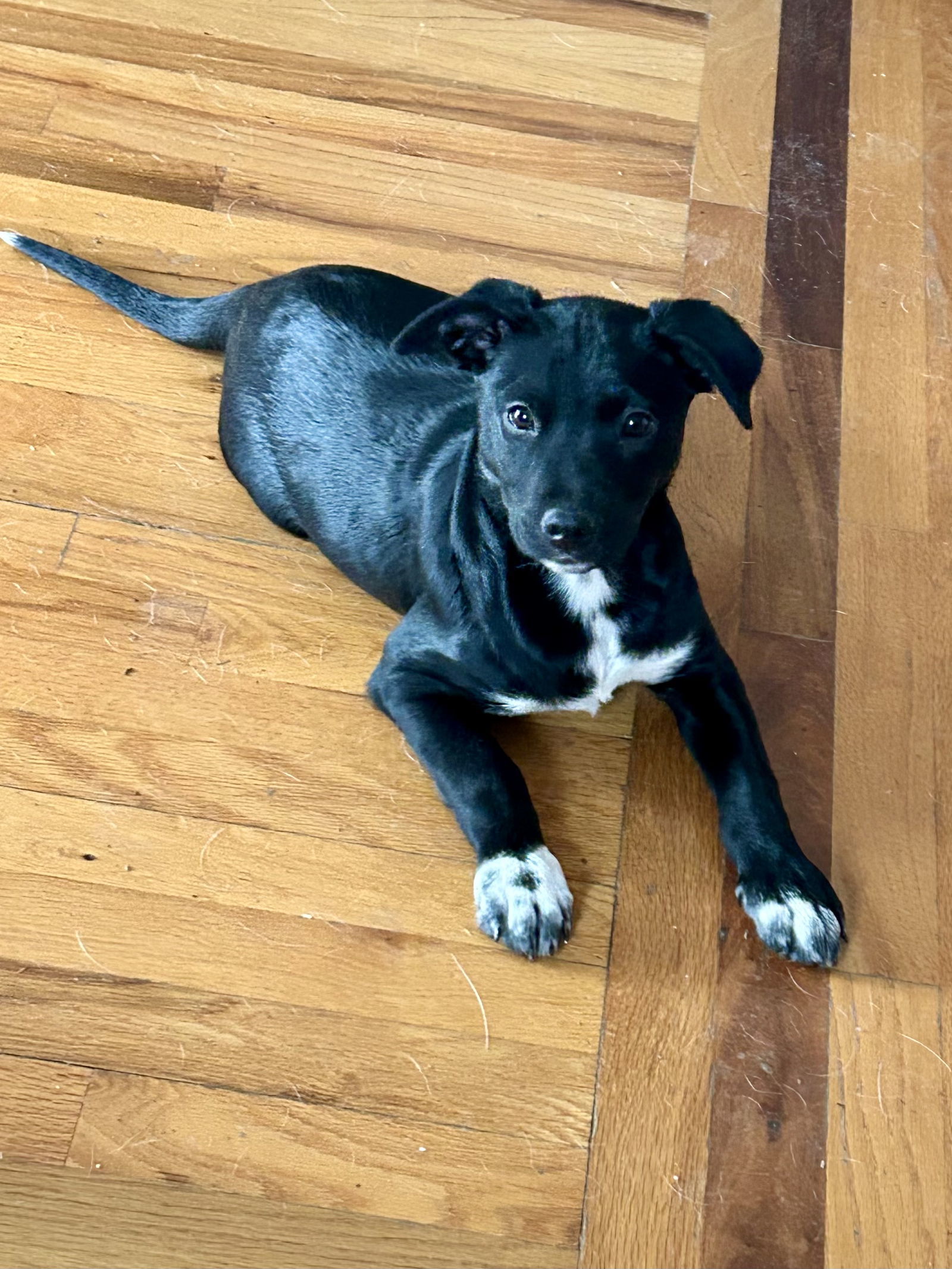 Gracie