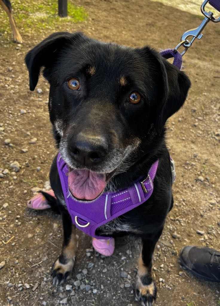 Dani (female)