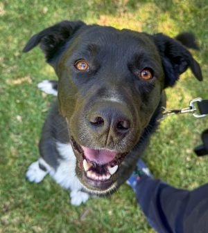 Rocky, Young Male Labrador Retriever