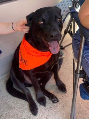 Drako, Young Male Labrador Retriever