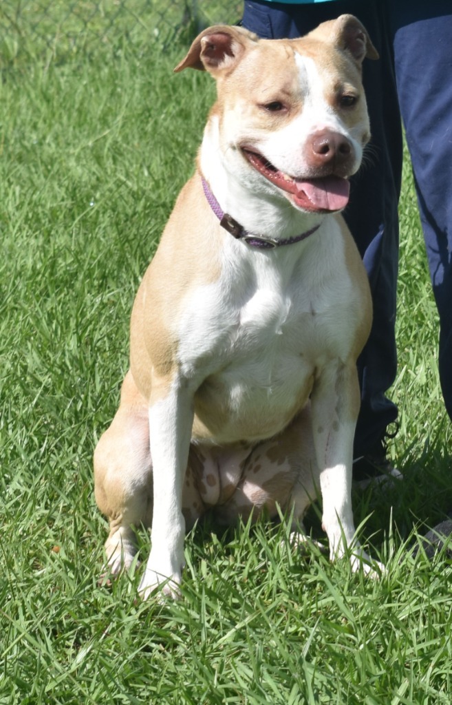Nova