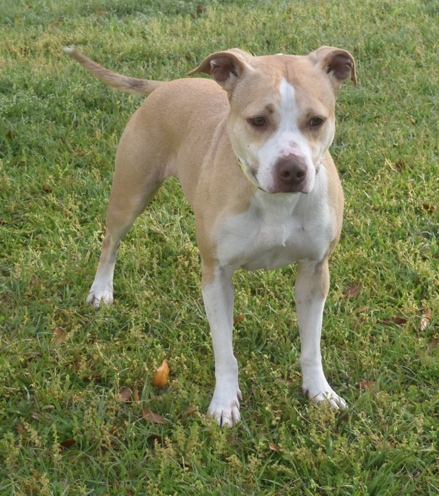 Nova