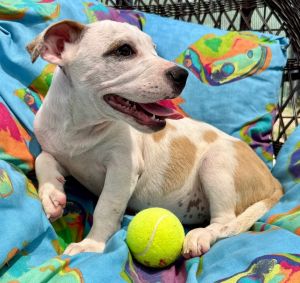 Darya - Adorable Puppy!, Baby Female Jack Russell Terrier
