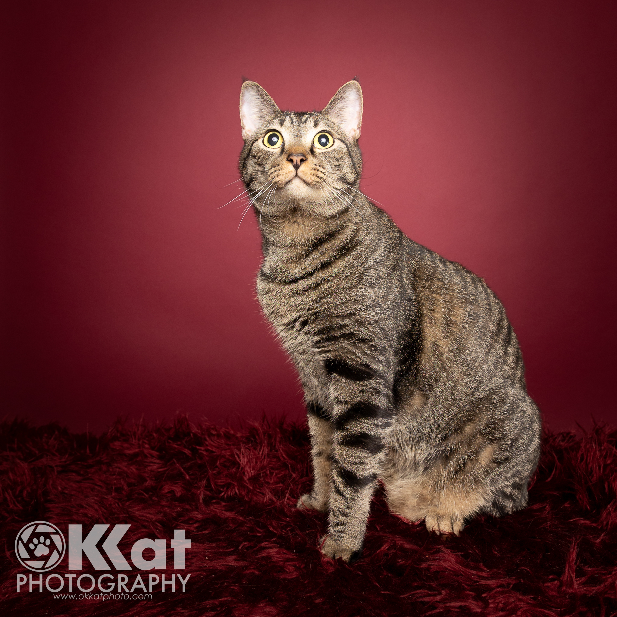 Queso, an adoptable Domestic Short Hair in Edmond, OK, 73012 | Photo Image 1