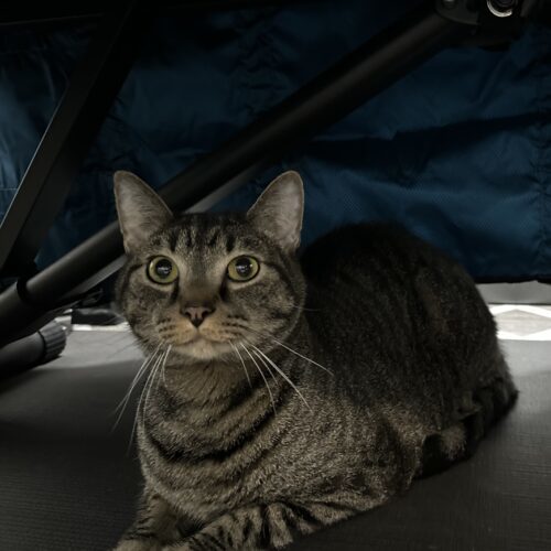 Queso, an adoptable Domestic Short Hair in Edmond, OK, 73012 | Photo Image 2