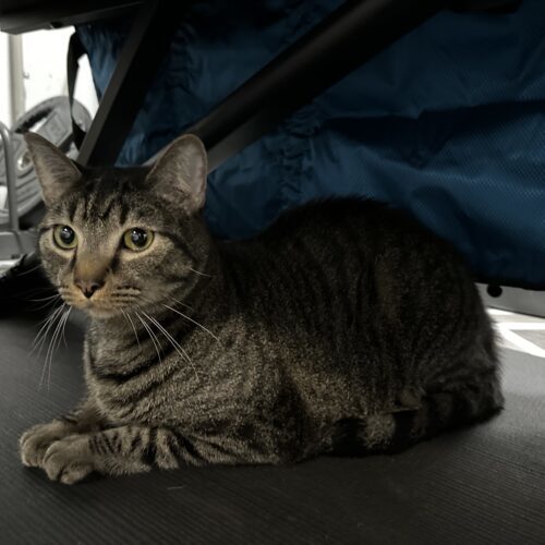 Queso, an adoptable Domestic Short Hair in Edmond, OK, 73012 | Photo Image 3