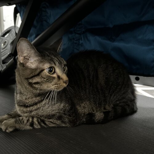 Queso, an adoptable Domestic Short Hair in Edmond, OK, 73012 | Photo Image 4