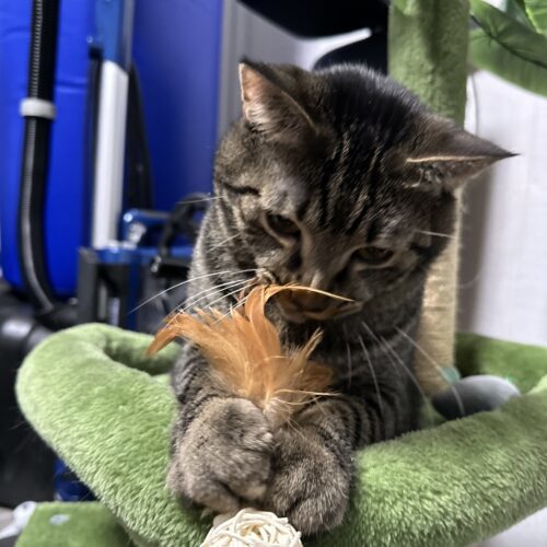 Queso, an adoptable Domestic Short Hair in Edmond, OK, 73012 | Photo Image 5