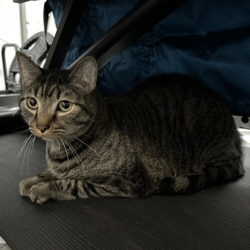 Queso, an adoptable Domestic Short Hair in Edmond, OK, 73012 | Photo Image 6