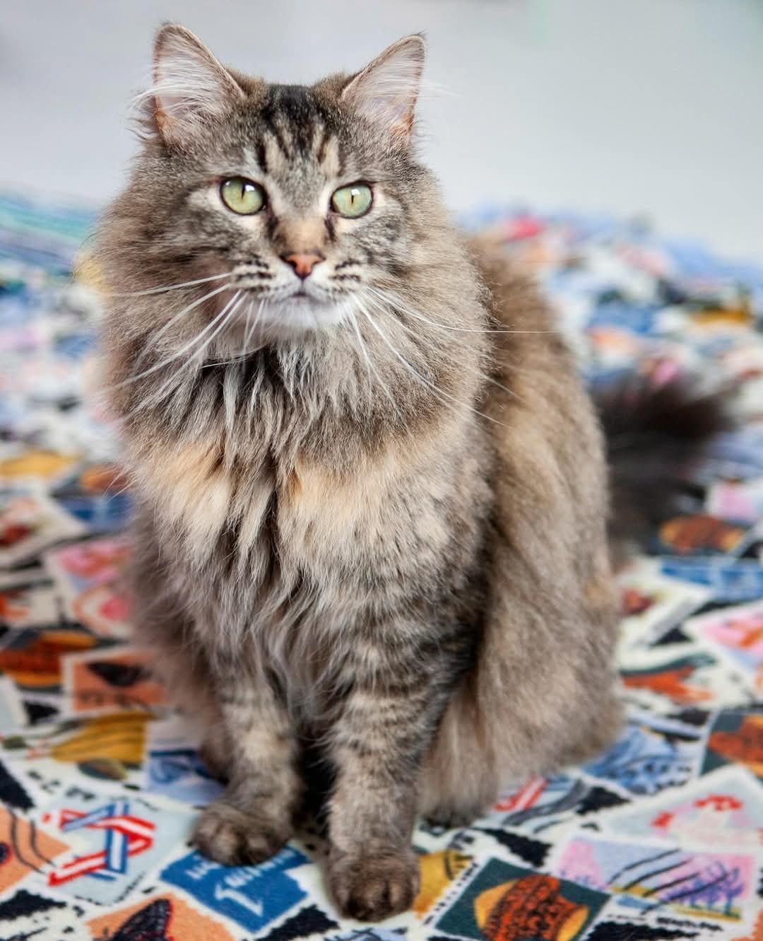 Misty, an adoptable Domestic Long Hair in Lakewood, CO, 80215 | Photo Image 1