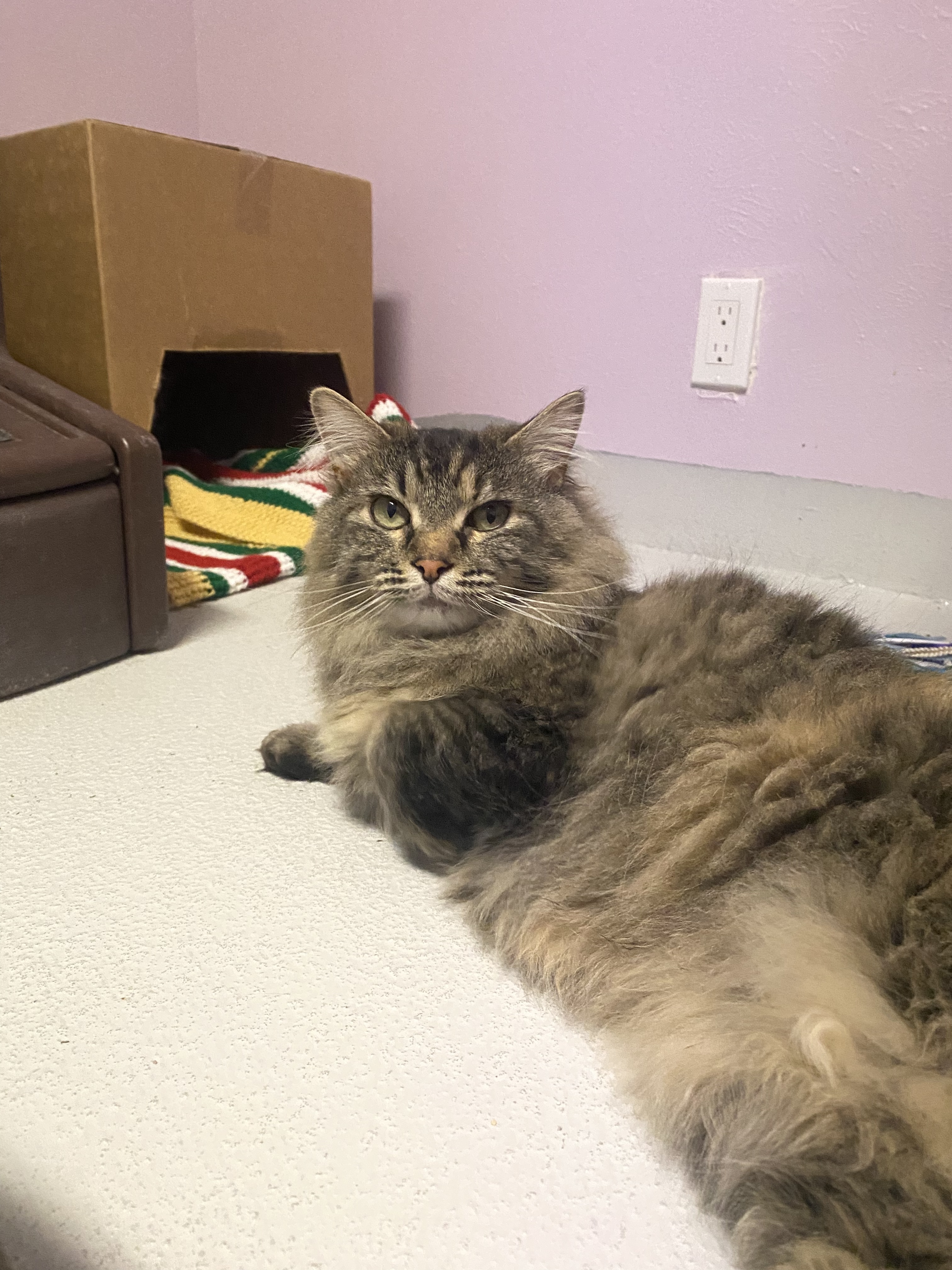 Misty, an adoptable Domestic Long Hair in Lakewood, CO, 80215 | Photo Image 2