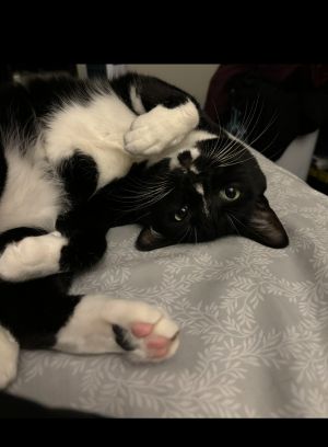 Jubilee Domestic Short Hair Cat
