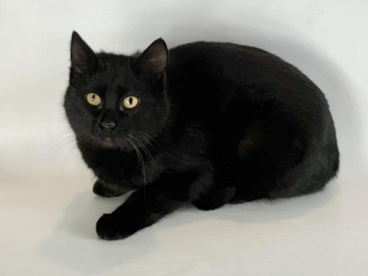 Juniper, an adoptable Domestic Short Hair in Dillon, MT, 59725 | Photo Image 1