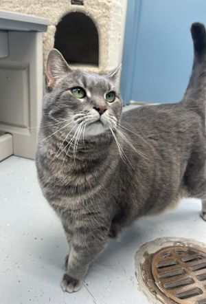 Lana, Adult Female Domestic Short Hair