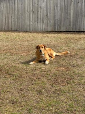 Skip, Adult Male Retriever