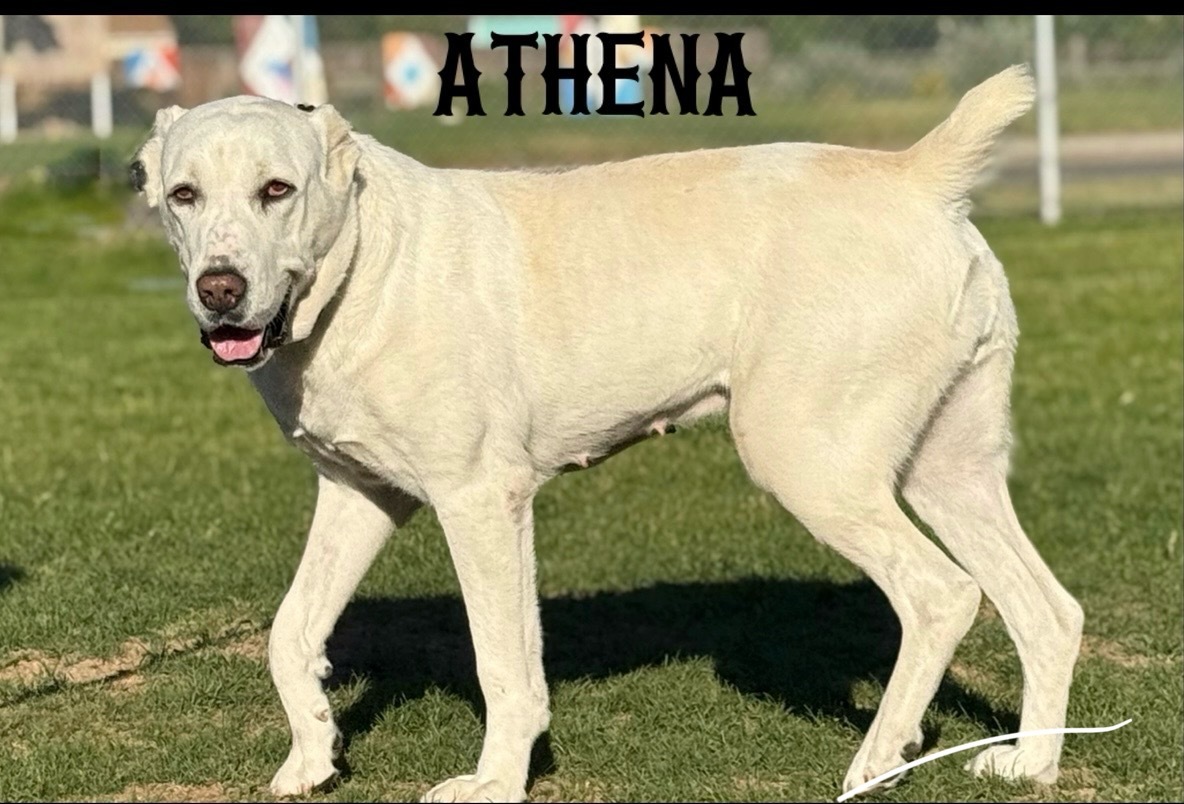 Athena