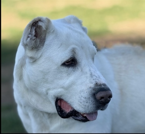 Athena, an adoptable Shepherd in Twin Falls, ID, 83301 | Photo Image 2