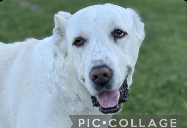 Athena, an adoptable Shepherd in Twin Falls, ID, 83301 | Photo Image 3