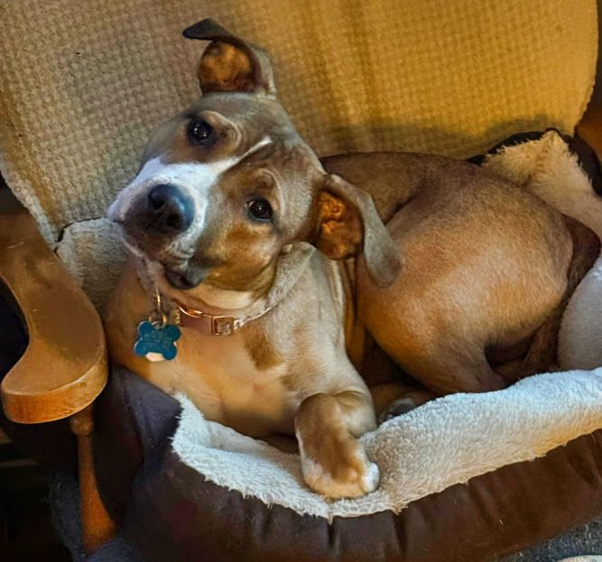 Esme Vacation Foster Needed 4/4-4/9