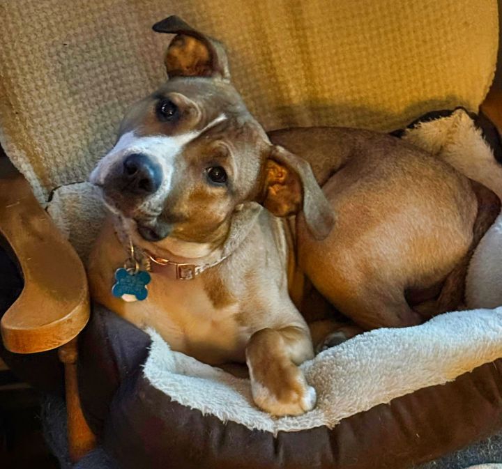 Esme Vacation Foster Needed 4/4-4/9 1