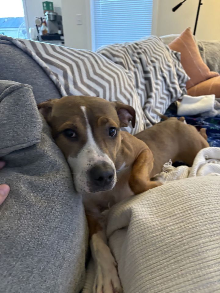Esme Vacation Foster Needed 4/4-4/9 2