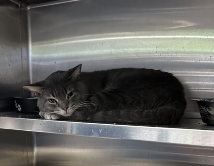 Frank *Barn cat*, an adoptable Domestic Short Hair in Rhinelander, WI, 54501 | Photo Image 1