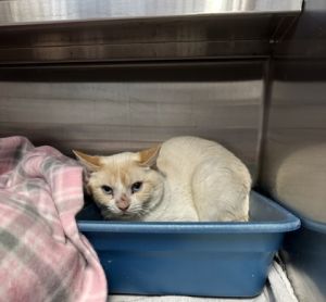 Nugget (Barn Cat)