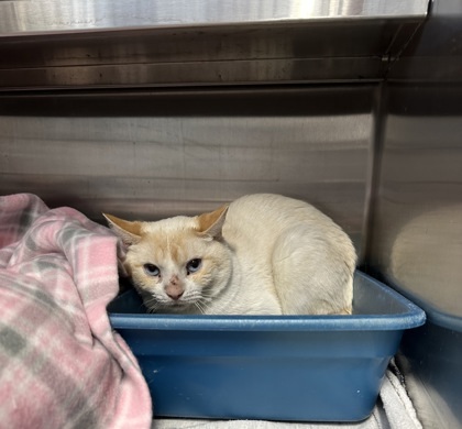 Nugget (Barn Cat), an adoptable Domestic Short Hair in Rhinelander, WI, 54501 | Photo Image 1
