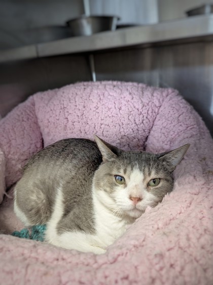 Pug, an adoptable Domestic Short Hair in Rhinelander, WI, 54501 | Photo Image 1
