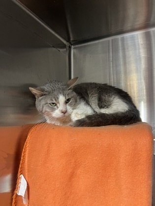 Pug, an adoptable Domestic Short Hair in Rhinelander, WI, 54501 | Photo Image 2