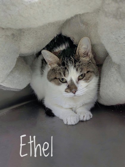 Ethel (Barn Cat), an adoptable Domestic Short Hair in Rhinelander, WI, 54501 | Photo Image 1