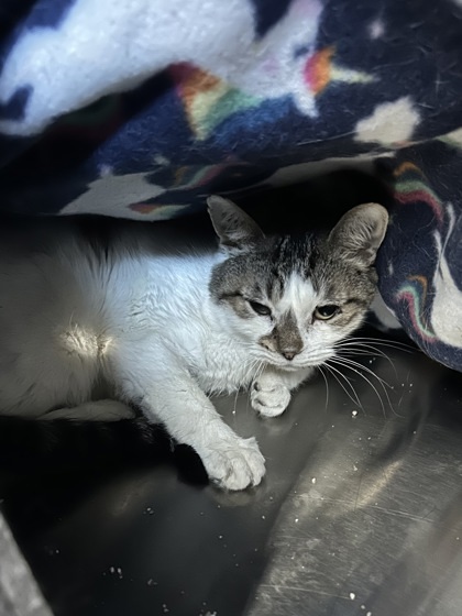Ethel (Barn Cat) 2