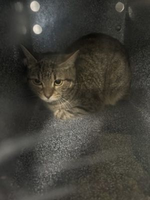 Trudie (Barn Cat)