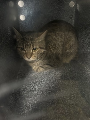 Trudie (Barn Cat), an adoptable Domestic Short Hair in Rhinelander, WI, 54501 | Photo Image 1