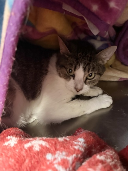 Bridget, an adoptable Domestic Short Hair in Rhinelander, WI, 54501 | Photo Image 1