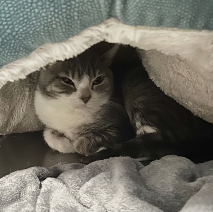 Pebble (Barn Cat), an adoptable Domestic Short Hair in Rhinelander, WI, 54501 | Photo Image 1