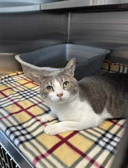 Sprout (Barn Cat), an adoptable Domestic Short Hair in Rhinelander, WI, 54501 | Photo Image 1