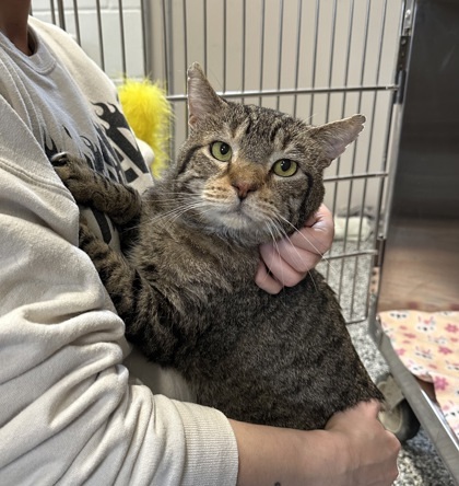 Wilson, an adoptable Domestic Short Hair in Rhinelander, WI, 54501 | Photo Image 1