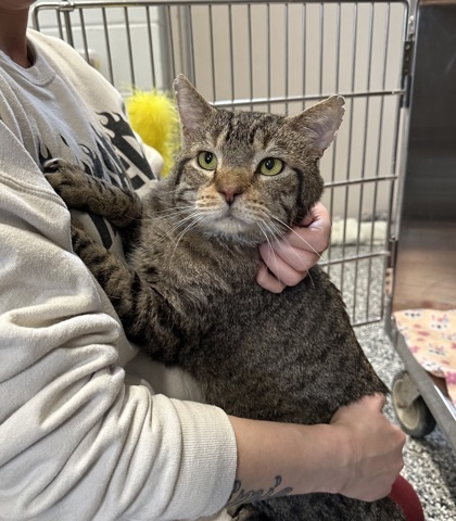 Wilson, an adoptable Domestic Short Hair in Rhinelander, WI, 54501 | Photo Image 2