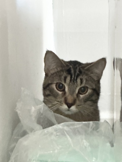 Cassandra (Barn Cat), an adoptable Domestic Short Hair in Rhinelander, WI, 54501 | Photo Image 1