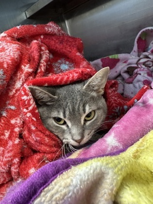 Gracie, an adoptable Domestic Short Hair in Rhinelander, WI, 54501 | Photo Image 1