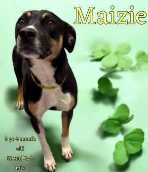 Mazie