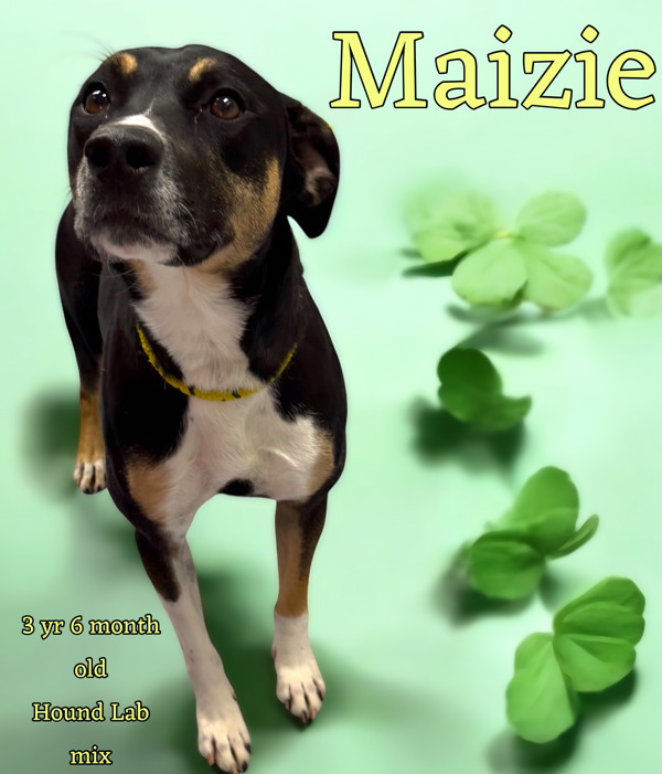 Mazie 1