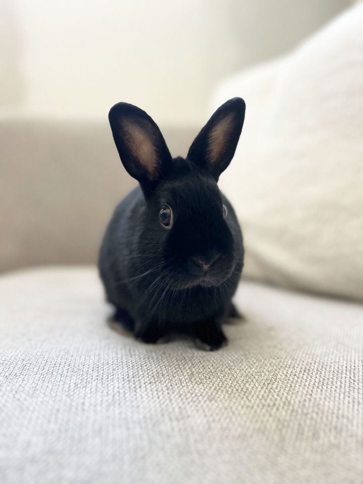 Humphrey 1