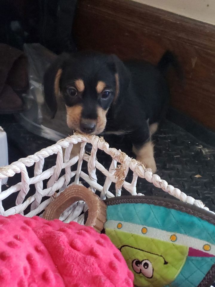 Justice - Virtue Litter/PENDING ADOPTION 1