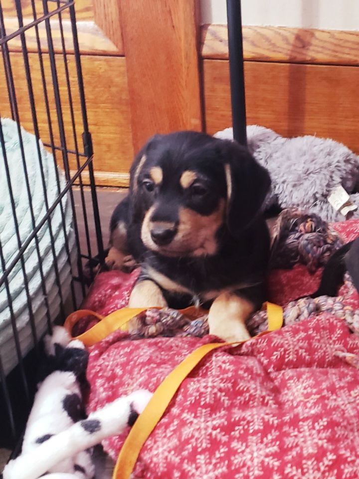 Justice - Virtue Litter/PENDING ADOPTION 2