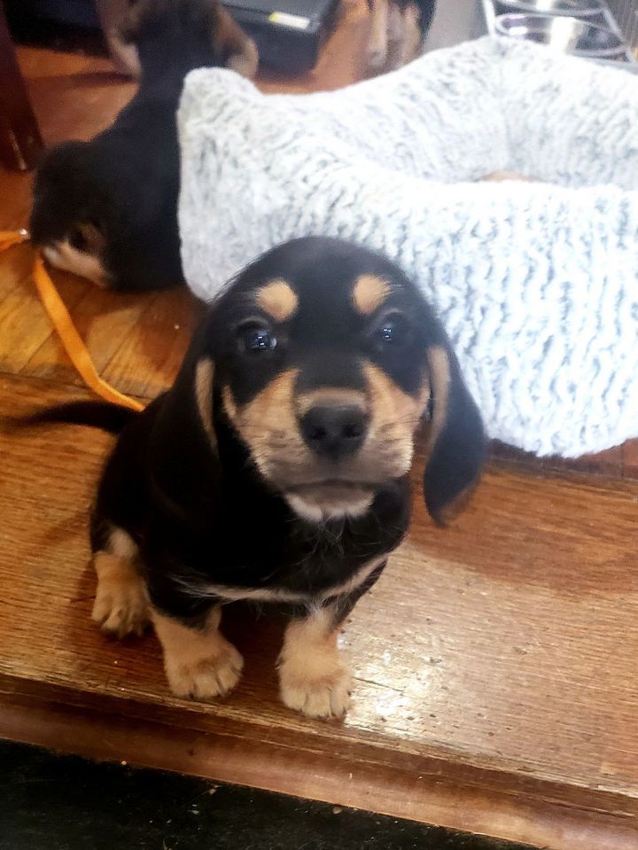 Justice - Virtue Litter/PENDING ADOPTION 3