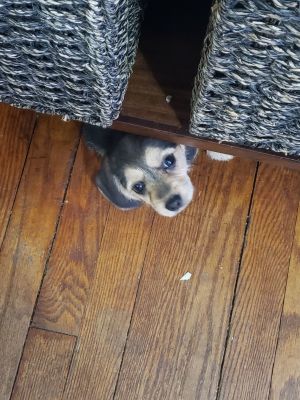 Mercy - Virtue Litter